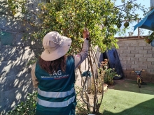Con el apoyo de la comunidad SAG cierra campaña de control de mosca de la fruta en Copiapó