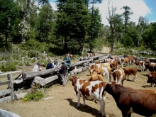 Cada año, cerca de cincuenta mil animales -principalmente bovinos, ovinos  y caprinos- suben a los campos de pastoreo cordilleranos (CPC) en las fronteras de la región de La Araucanía para alimentarse con pasto tierno y dejar descansar los valles interiores, en la tradicional práctica denominada “veranadas” 