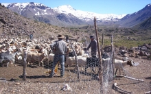 Como parte del programa de inspección sanitaria a campos de pastoreo cordillerano –veranadas-, funcionarios de la oficina SAG de Linares realizaron la correspondiente inspección a los campos Carrizales, Mallín Alto, Meseta de Bobadilla, Las Yeguas, Valle Chico, Valle Grande, León Vásquez, Muñoz Norte, Muñoz Sur (puesto El Toro y La Rusia), Valdés Chico (Troncoso), Valdés y Paiva, Los Capaos, Ramadillas y Cipreses, todos ubicados en la pre cordillera de Linares.