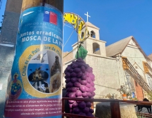 Sectores de Codpa logran la erradicación de la Mosca de la Fruta