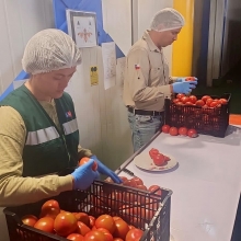 Histórico: Arica consolida su liderazgo en la exportación de tomates hacia Argentina