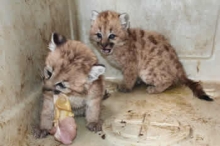 Niños y niñas de Aysén despidieron a pumas rescatados por el SAG 