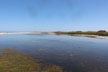 La desembocadura del Río Loa ha sido parada obligada para quienes disfrutan del contacto con la naturaleza, más aún para los amantes de la flora y fauna silvestre que existe en medio del desierto más árido del mundo. 