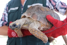 Tras recibir una denuncia de entrega voluntaria del animal, funcionarios de la Unidad de Recursos Naturales Renovables del Servicio Agrícola y Ganadero (SAG) de la región de Arica y Parinacota lideraron el operativo de rescate de un ejemplar de tortuga quien se encontraba en estado de abandono en un inmueble no habitado, en la Población Ampliación Pacífico de la capital regional.