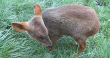 Un ejemplar de pudú (Pudu puda) fue rescatado por funcionarios del Servicio Agrícola y Ganadero (SAG) desde el sector San Sebastián, ubicado en la ruta San Javier – Constitución de la región del Maule, luego que habitantes del sector dieran aviso a la Policía de Investigaciones (PDI).