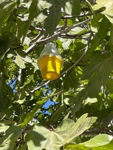 SAG inicia segunda campaña de control y erradicación de mosca de la fruta en Limarí