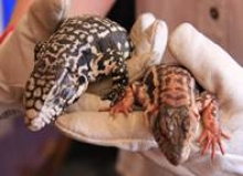 •	Los ejemplares serán evaluados en el Hospital Veterinario de la Universidad San Sebastián y posteriormente trasladados a Santiago para la entrega a un centro de rescate de fauna silvestre que cumpla con las condiciones necesarias para  el bienestar de los reptiles.