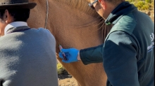SAG Araucanía realiza operativos sanitarios a equinos y ganado que retorna de veranadas