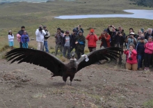 La liberación de los tres animales, denominados Rey, Col col y Andino por niños de la comunidad de Cochrane, es la culminación de un largo trabajo conjunto entre la Unión de Ornitólogos de Chile (UNORCH), Conservación Patagónica (CP) y el Servicio Agrícola y Ganadero (SAG).  