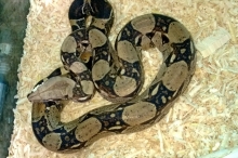 En una diligencia realizada por la Unidad de Recursos Naturales Renovables del Servicio Agrícola y Ganadero (SAG) de Tarapacá, se pudo rescatar un ejemplar de serpiente Boa constrictor sp., especie de la familia Boidae que en edad adulta llega a medir hasta más de 4 metros de longitud.