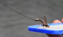 Con el objetivo de contar con un insectario que permita reproducir los enemigos naturales de la avispa taladradora de la madera del pino, Sirex noctilio, el Servicio Agrícola y Ganadero (SAG) de Biobío, organismo dependiente del Ministerio de Agricultura, implementó, a fines del año 2013, un insectario de los controladores biológicos Megarhyssa nortoni e Ibalia leucospoides, ubicado en el predio institucional Humán en la comuna de Los Ángeles.