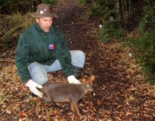 En buenas condiciones y sin lesiones fue encontrado un armadillo o peludo (Chaetophractus villosus) en la inmediaciones del Lago Verde; el que fue rescatado por un vecino del sector La Junta. El ejemplar fue examinado por médicos veterinarios del SAG, quienes determinaron que el animal se encontraba en buenas condiciones por lo que se liberó a los pocos días en la misma localidad. 