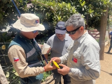 SAG finaliza dos campañas de erradicación Mosca de la Fruta en Monte Patria