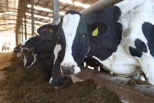 Si compras DIIO o aretes para tus animales, no olvides tu Declaración de Existencia Animal