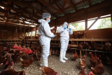 SAG refuerza vigilancia y prevención ante el escenario internacional de influenza aviar
