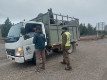 Fiscalización SAG transporte de ganado