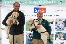 Nuevos cachorros