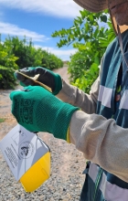 SAG Tarapacá cierra campaña de erradicación y cinco vigilancias intensivas por mosca de la fruta