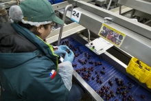 SAG busca inspectores/as de fruta para temporada de exportaciones agrícolas 2024-2025