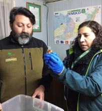 SAG entrega a Conaf monito del monte para su resguardo en el Monumento Natural Cerro Ñielol