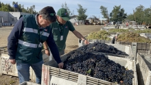 SAG Biobío fiscaliza poderes compradores de uva 