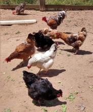 SAG confirma caso de influenza aviar H5N1 en aves de traspatio en la región de Valparaíso