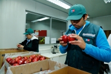 Chile y Perú acuerdan la reapertura a la exportación de manzanas chilenas