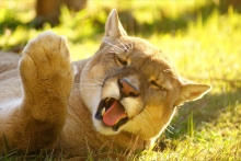 Puma hallado muerto en Torres del Paine: SAG realiza necropsia y entregará informe a Fiscalía