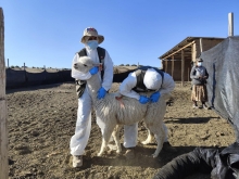 El 61% de las enfermedades humanas son zoonóticas: El SAG llama a la Acción en el Día Mundial de las Zoonosis