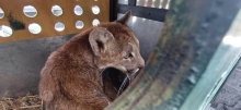 SAG captura puma que merodeaba en sector poblado de Paine y evalúa su reinserción en la naturaleza