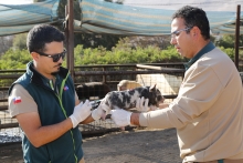 Chile logra la erradicación del síndrome reproductivo y respiratorio porcino