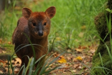 ¡Encuentros con fauna silvestre en vacaciones! SAG entrega recomendaciones 