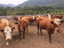 Actualiza normativa vigilancia Brucelosis