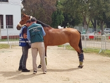 Brote de encefalomielitis equina en Argentina activa plan de vigilancia SAG en territorio nacional