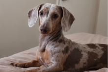 SAG exigirá identificación individual de perros y gatos para su ingreso a Chile