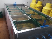SAG autoriza primera planta de tratamiento hidrotérmico en Arica y Parinacota lo que permite movilizar mangos desde zonas cuarentenadas por mosca de la fruta
