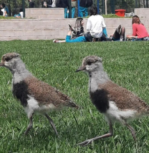 SAG RM entrega recomendaciones ante avistamiento de pichones de aves rapaces en el suelo o alejados de sus nidos