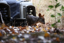 Tras exitoso proceso de rehabilitación tres pudúes retornan a su hábitat en Hualqui