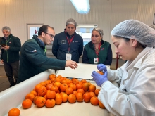 Con récord de cajas inspeccionadas cierra temporada 2025-2026 de Sitio Teno SAG/USDA