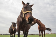 SAG aumenta vigilancia en caballos tras confirmar primer caso de anemia infecciona equina en la región de Atacama