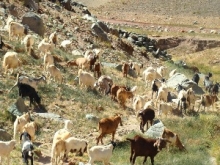 Cabras caminando en un predio