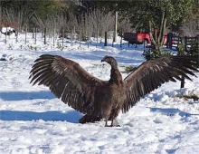 SAG libera con éxito un cóndor en la provincia de Palena