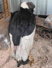 Cóndor de pie con las alas cerradas