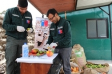 Inspectores SAG Arica y Parinacota revisan productos decomisados.