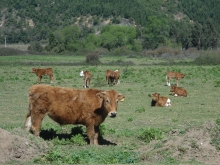 El Ministerio de Agricultura, a través del Servicio Agrícola y Ganadero (SAG), en su afán de dar a conocer la nueva normativa sobre Bienestar Animal, es que se encuentra difundiendo los alcances de la Ley 20.380, sobre Protección de Animales, y su reglamento aprobado recientemente.