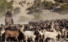 A partir del próximo mes los crianceros de la región de Coquimbo podrán pastorear por los  Altos Valles de Calingasta, Argentina. Un importante anuncio que dejó en manifiesto las autoridades y  que permitirá a los crianceros de nuestra región contar con una nueva alternativa para la alimentación del ganado mayor y menor en época de veranadas.