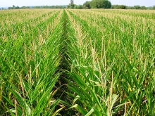 Con el objetivo de establecer un sistema que permita transparentar los procedimientos de toma y análisis de las muestras de productos agropecuarios, cuando el precio de ellos esté subordinado a características determinadas por el comprador, es que se comenzó a aplicar la denominada Ley de Transacciones Comerciales de Productos Agropecuarios, también conocida Ley de Muestra y Contramuestra, que favorecerá a los agricultores de todo Chile.