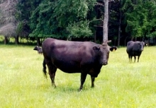 Vacas con sus DIIO en los pastizales 