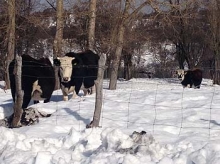 Director del SAG Araucanía constató en terreno sanidad del ganado de las zonas afectadas por la emergencia agrícola