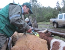 Ganado de Alto Bío Bío será favorecido con operativo sanitario